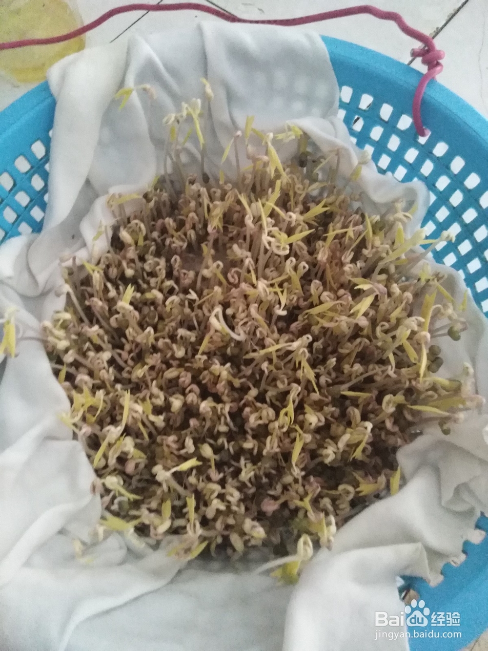 如何才能发好绿豆芽
