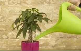 南方室内植物的培养方法？