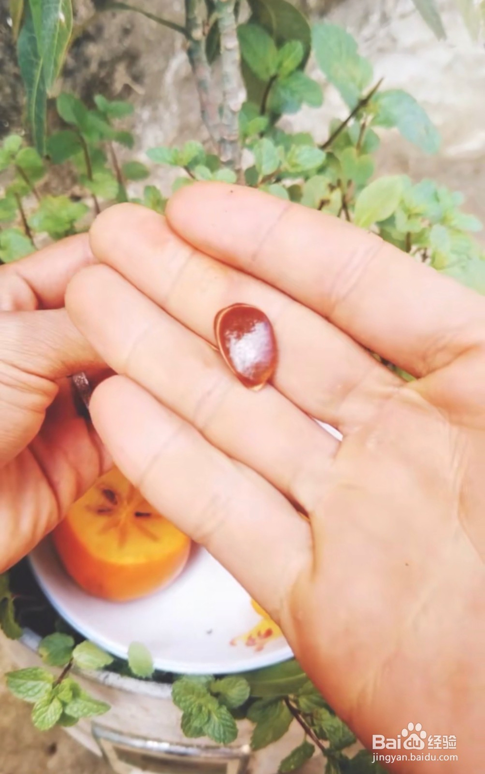 怎么样种植柿子