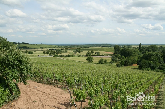 品尝葡萄酒 走进阿尔萨斯