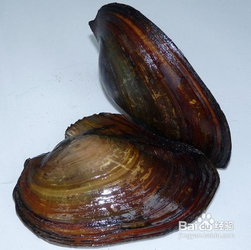 中医治疗痔疮的偏方