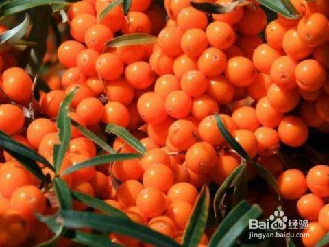 女人如何改善月经量少,减轻妇科炎症,延缓衰老