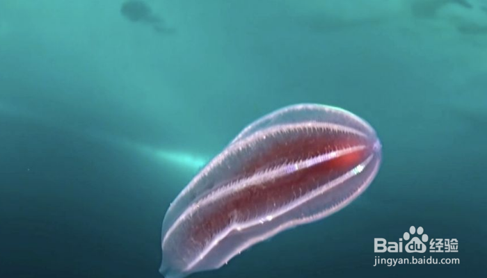 海底生存怎么玩