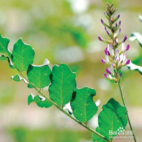 甘草的培育方法和注意事项