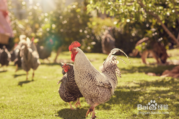 鸡啄肛怎样防治？
