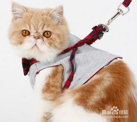 带猫咪外出需要准备什么