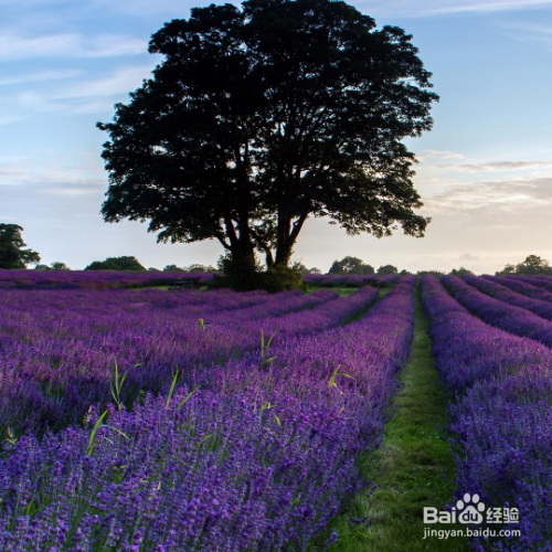 解决薰衣草叶子枯萎的方法有哪些?