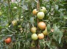 番茄常用整枝方法介绍