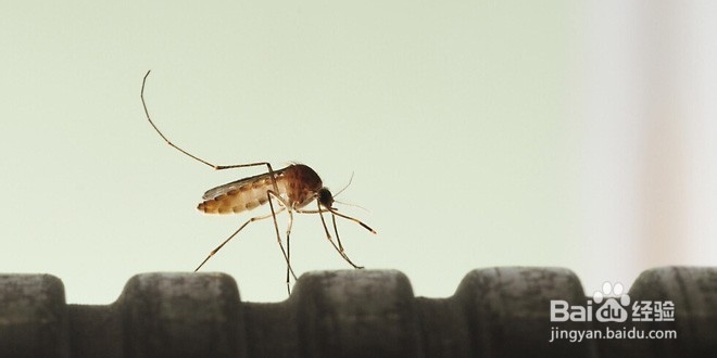 蚊子的爱好，由我们来消灭