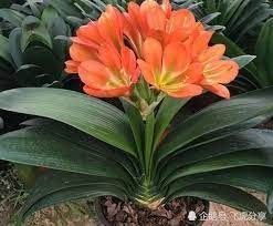 室内哪种植物最好养