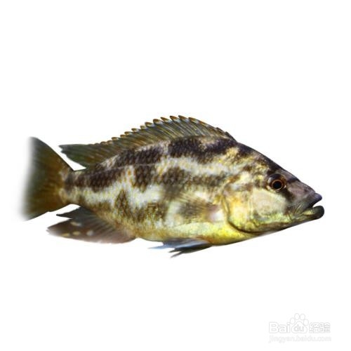 花雕鱼的养殖方法