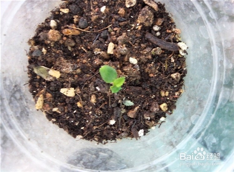 月季从播种到发芽、长叶、开花的全过程