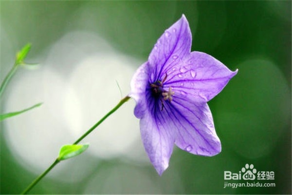 桔梗的养殖技巧和注意事项都有什么？