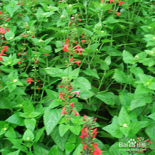 凤梨鼠尾草的培育方法和注意事项