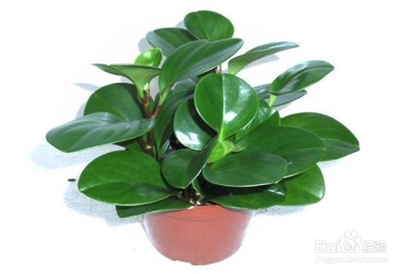 碧玉的养殖方法和注意事项有什么?