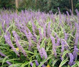 体质九分法与养生之阴虚质