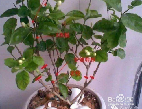 三角梅的修剪方法和注意事项？