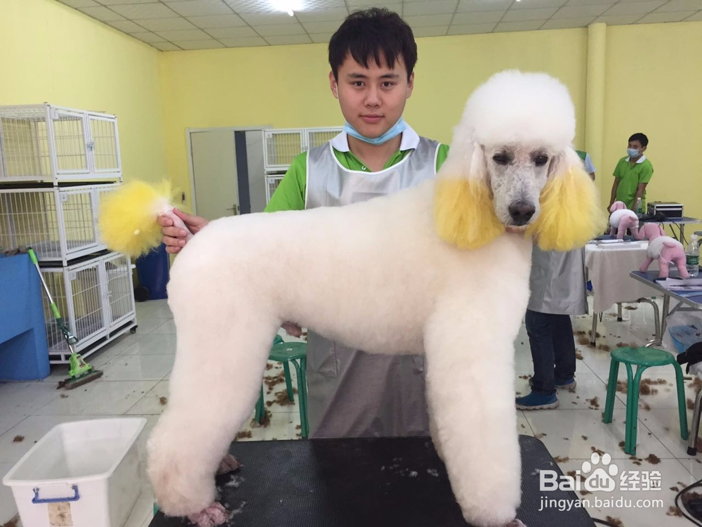 学宠物美容的原因