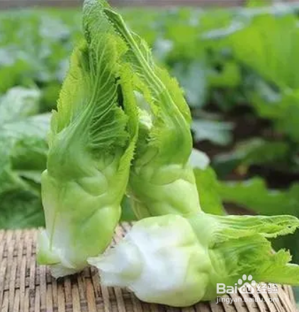 冬季種植什麼蔬菜大全