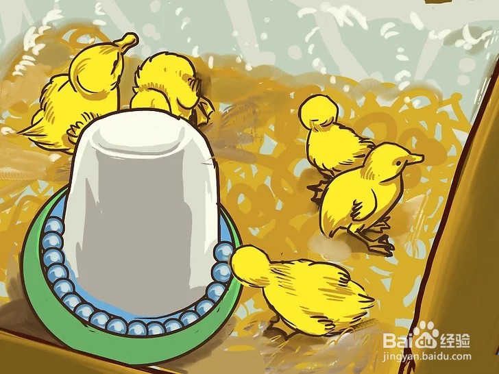 如何照顾小鸭子