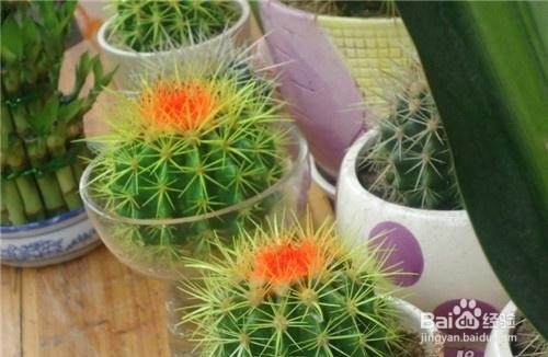 仙人掌的养殖方法
