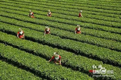 如何做好农旅融合发展