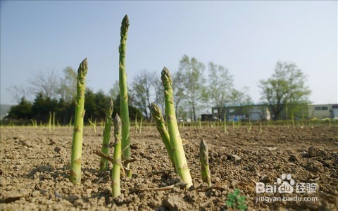 芦笋种子催芽方法