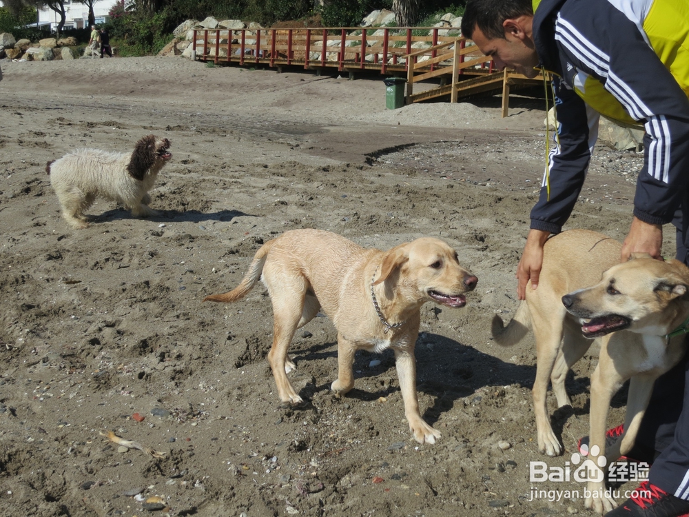 幼犬刚领回家要注意几点