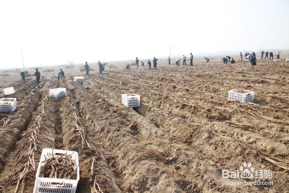 铁棍山药批发技巧——怀府参
