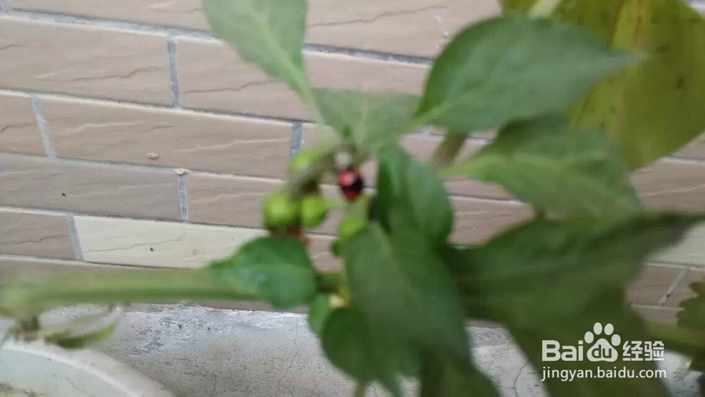 阳台花园：[22]青菜长虫怎么办虫吃菜怎么办