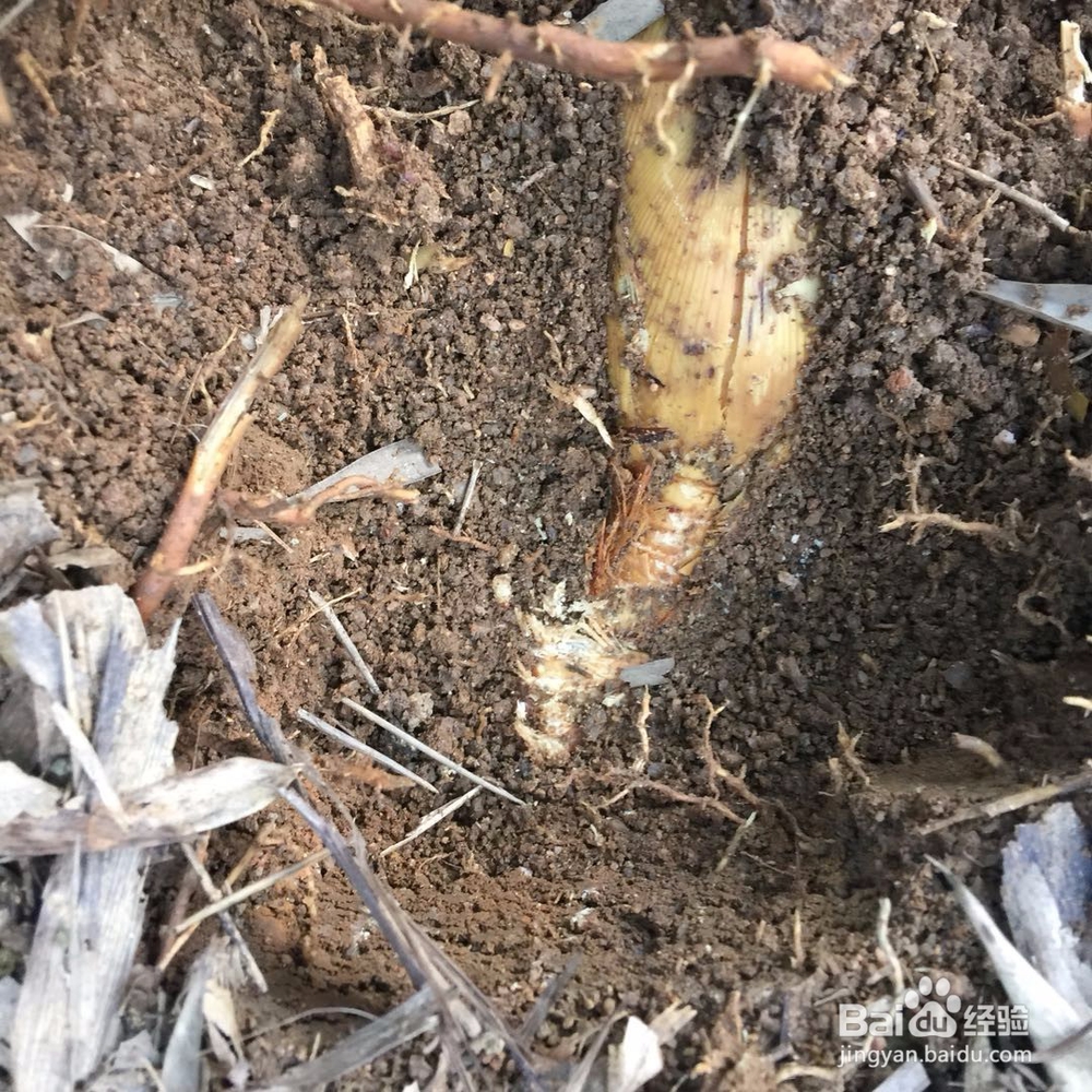 挖冬笋的要领