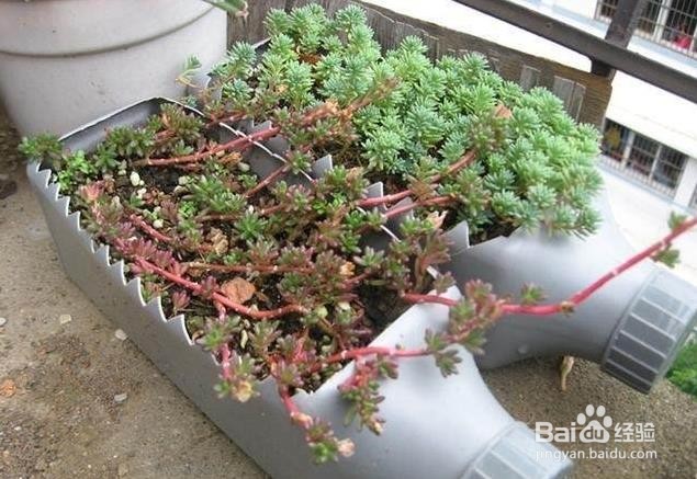 用塑料瓶做花盆