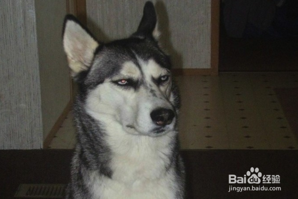 一岁的哈士奇怎样长肉