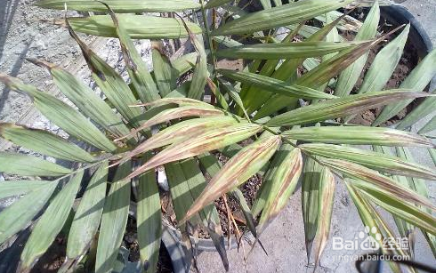 袖珍椰子叶子发黄怎么办