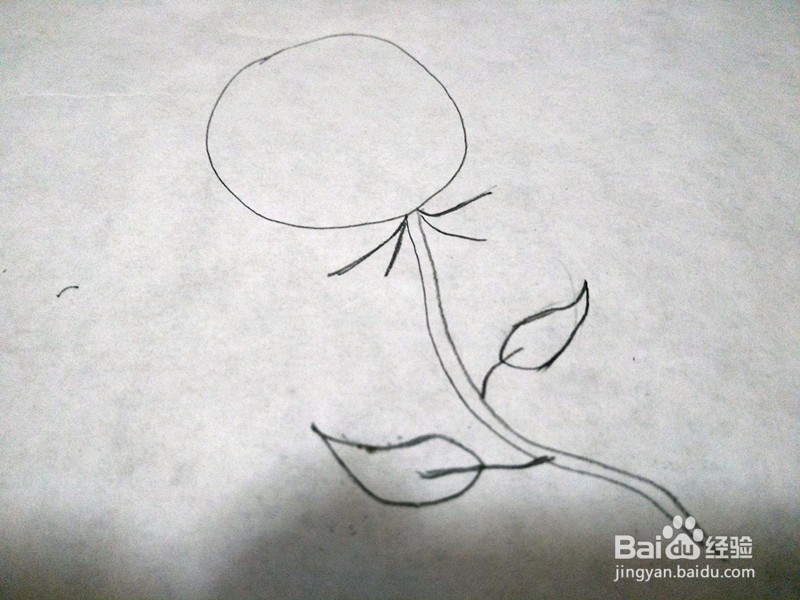 玫瑰花简笔画怎么画