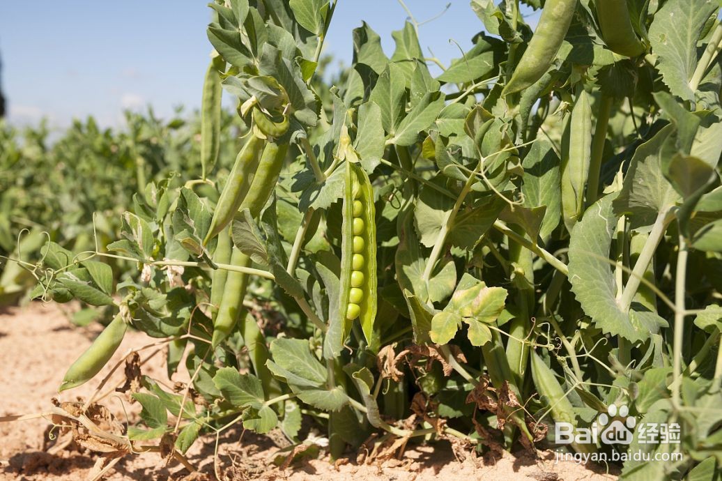 豆子种植方法