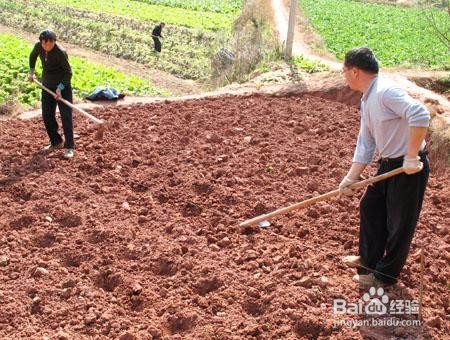 甜高粱种植技术:甜高粱怎么管理好?