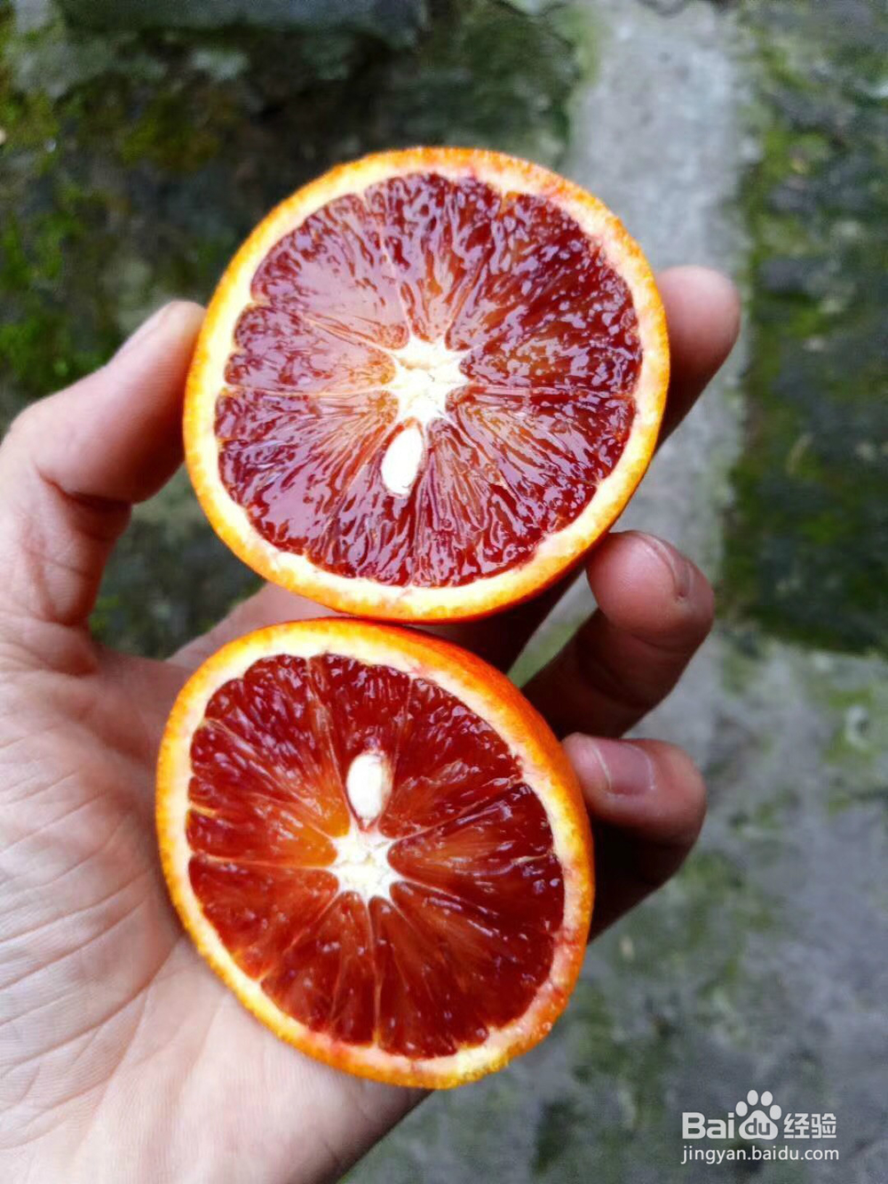 血脐的命名方式