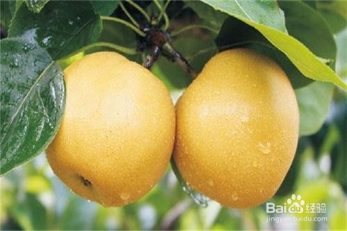 水果的养生之道有哪些？