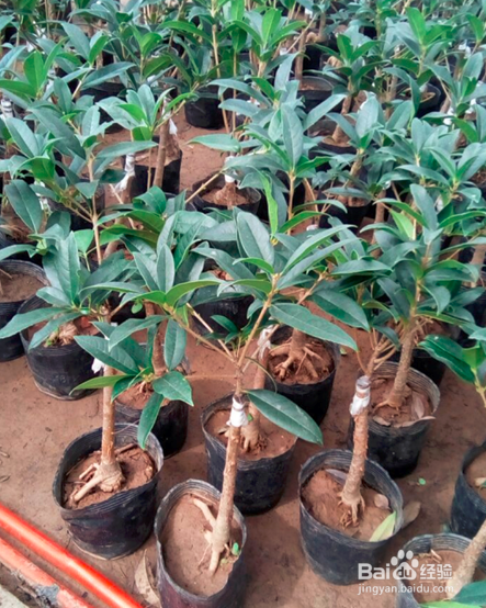 伏天如何养好盆栽嫁接的金桂花