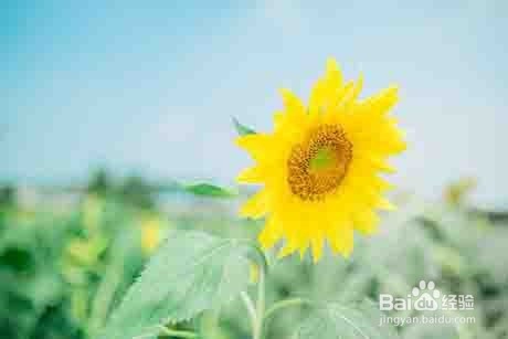 孩子常常问问题如何应对