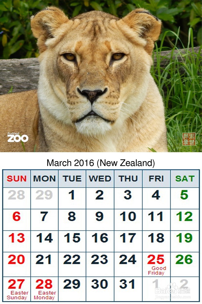 2016年 新西兰动物年历 原创
