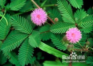 2016年有毒花卉的集合？