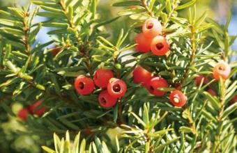 保健养生用好红豆杉