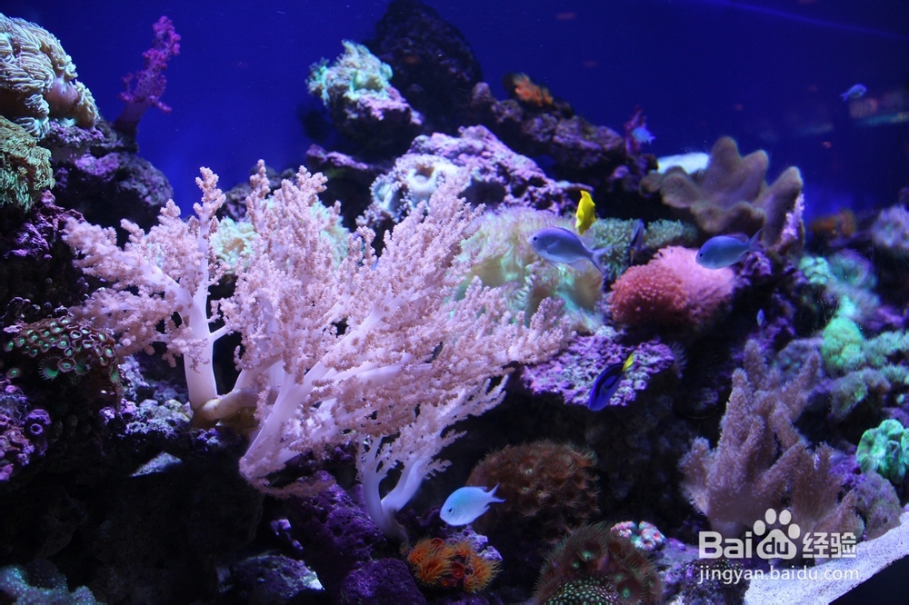 上海到香港海洋公园游玩最新解说