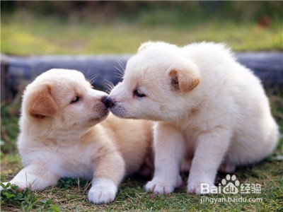 怎么训练狗狗护主