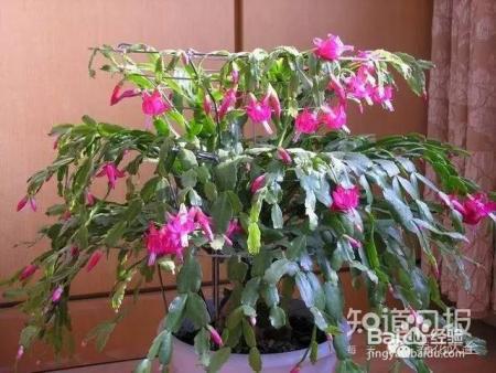 家里没有光，养这6种植物也能开出花！