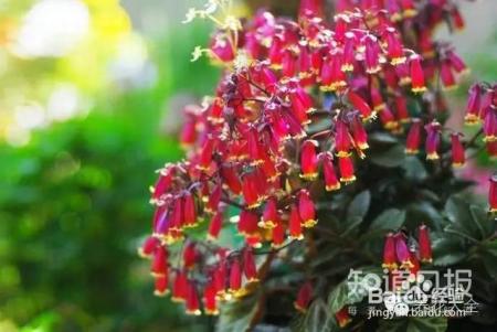 世界最美的8款垂吊花，看一眼就疯狂！