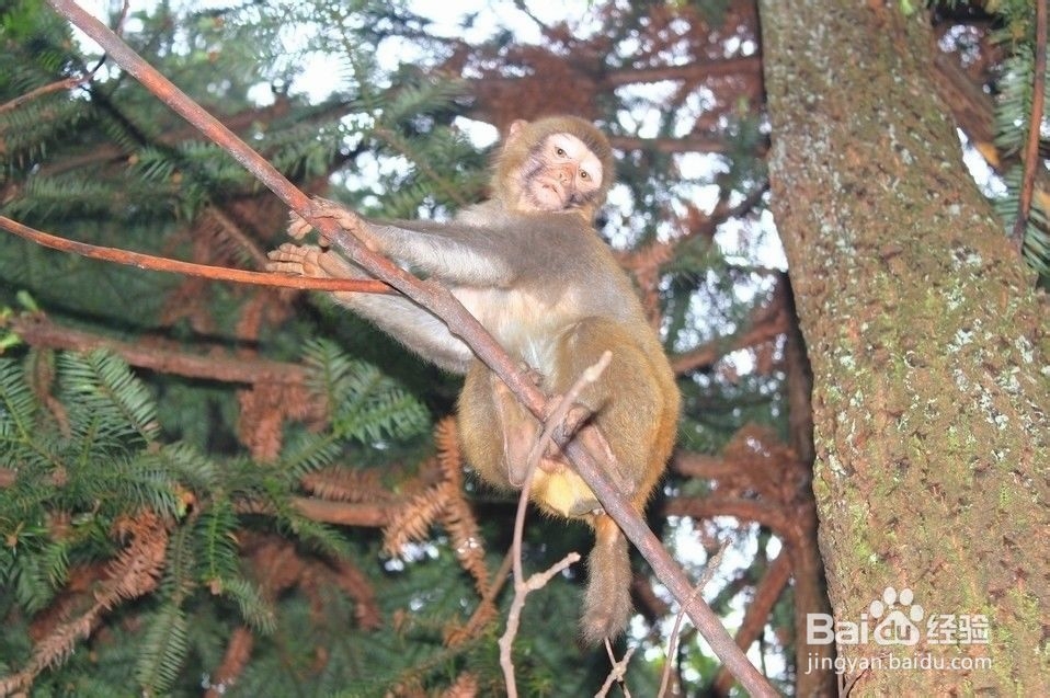 成都到张家界自驾游