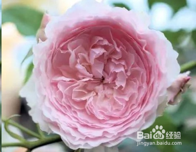 蓝妖：不可错过的经典灌木月季品种介绍